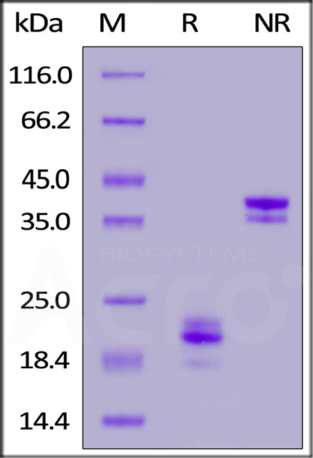 Biotinylated Rabbit CD3E&CD3G Heterodimer Protein, His,Avitag&Flag Tag (Cat. No. CDG-R82D3) SDS-PAGE gel