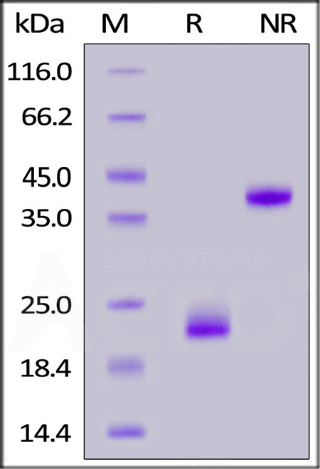 Biotinylated Rat CD3E&CD3G Heterodimer Protein, His,Avitag&Flag Tag (Cat. No. CDG-R82D4) SDS-PAGE gel