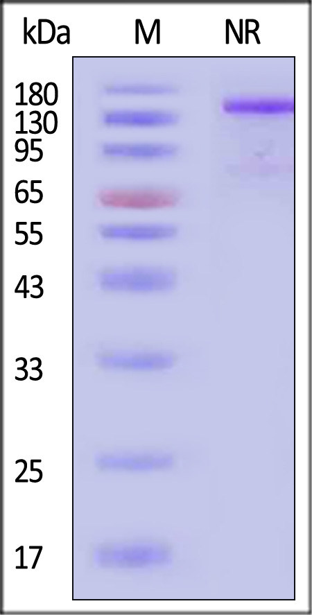CD40 Ligand SDS-PAGE