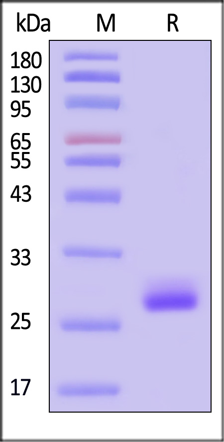 Claudin-3 SDS-PAGE