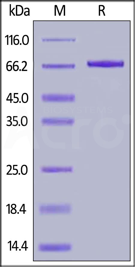 Biotinylated Cynomolgus Serum Albumin, His,Avitag (Cat. No. CSA-C82E5) SDS-PAGE gel