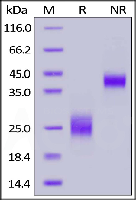 Biotinylated Human CTLA-4, His,Avitag (Cat. No. CT4-H82E3) SDS-PAGE gel