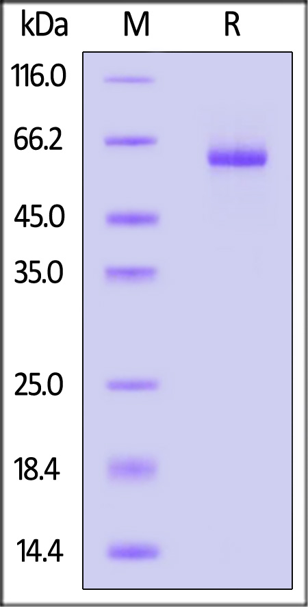 Biotinylated Human DLL1, His,Avitag (Cat. No. DL1-H82E5) SDS-PAGE gel