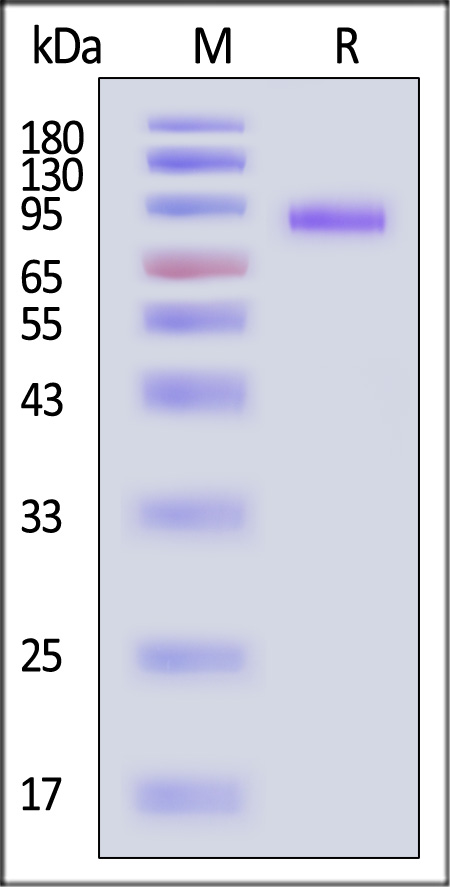 DLL4 SDS-PAGE