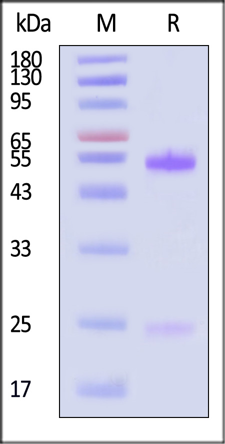 Doxorubicin SDS-PAGE