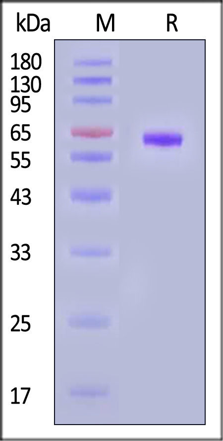 Ephrin-A3 SDS-PAGE