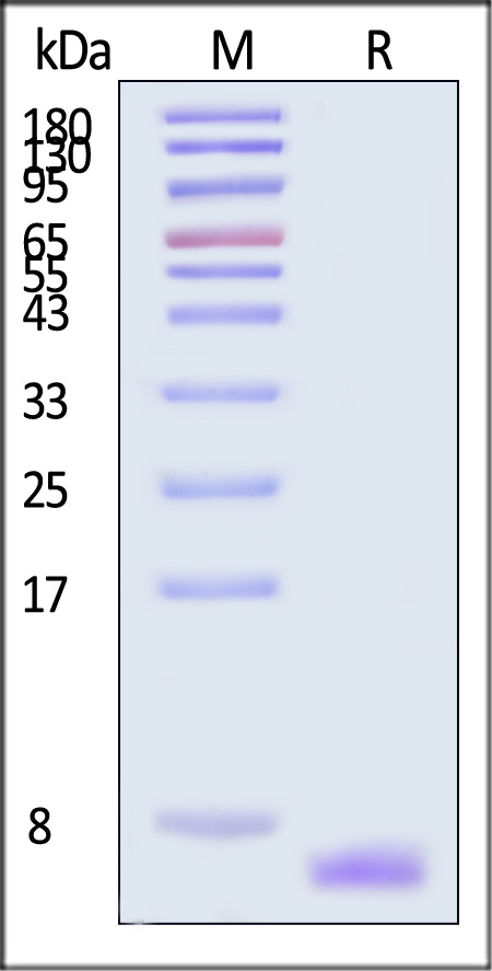 EGF SDS-PAGE