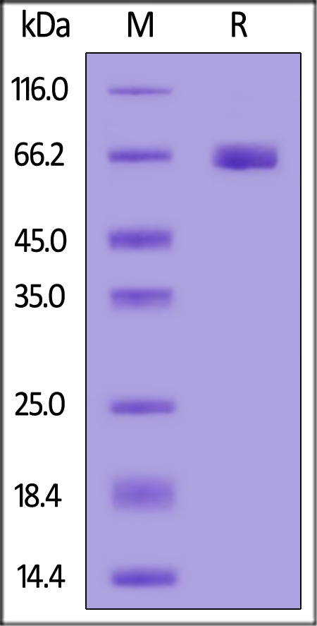 EphA2 SDS-PAGE