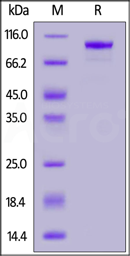 Biotinylated Cynomolgus FAP, His,Avitag (Cat. No. FAP-C82Q5) SDS-PAGE gel