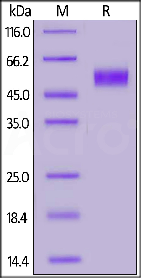 Biotinylated Human CD64, His,Avitag (Cat. No. FCA-H82E8) SDS-PAGE gel