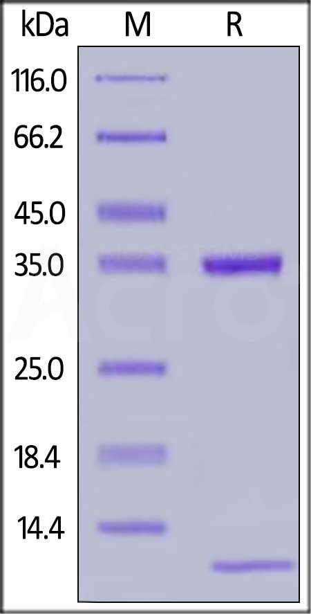 Cynomolgus / Rhesus macaque FCGRT&B2M Heterodimer Protein, His Tag (Cat. No. FCM-C52W9) SDS-PAGE gel