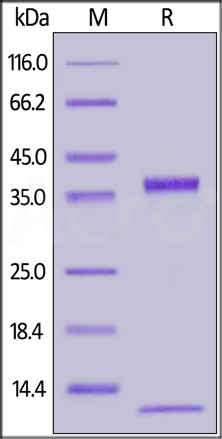 Biotinylated Cynomolgus / Rhesus macaque FcRn Heterodimer Protein, His,Avitag (Cat. No. FCM-C82W3) SDS-PAGE gel
