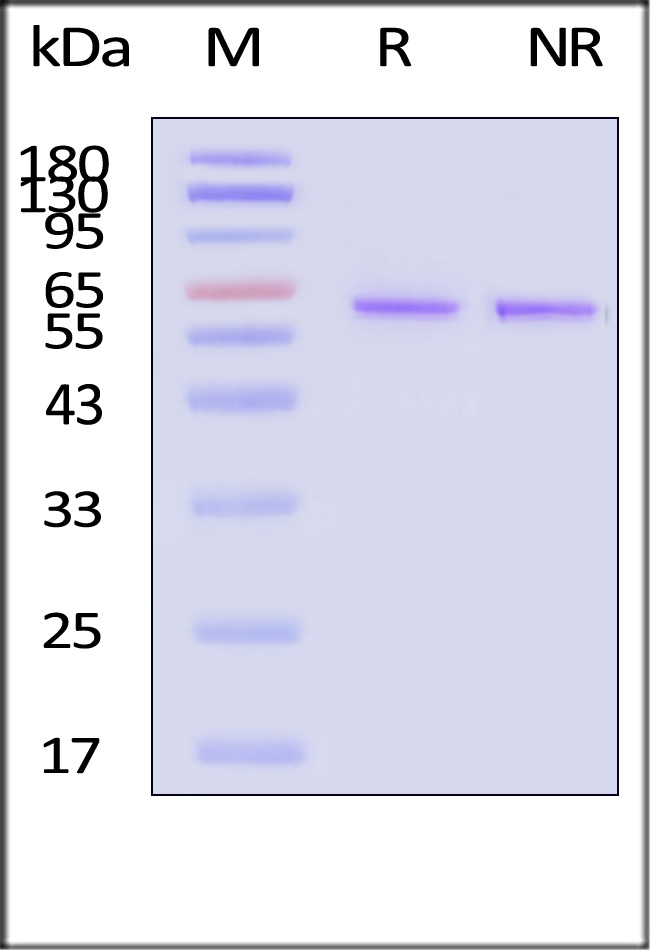 Fibronectin SDS-PAGE