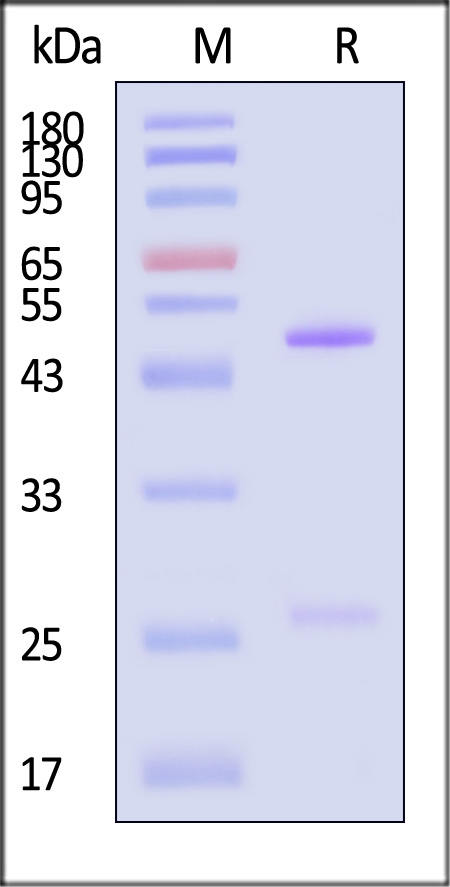 Fusion glycoprotein SDS-PAGE