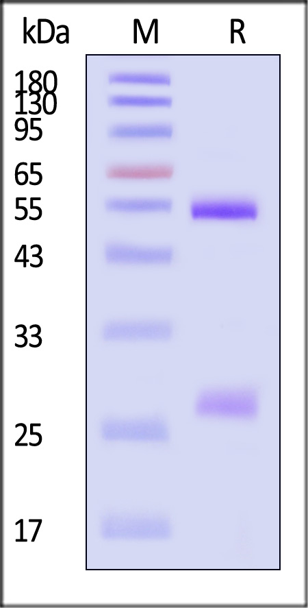 Fusion glycoprotein SDS-PAGE