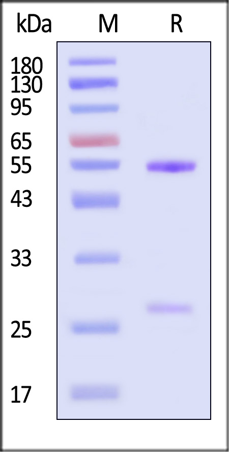 gH&gL SDS-PAGE