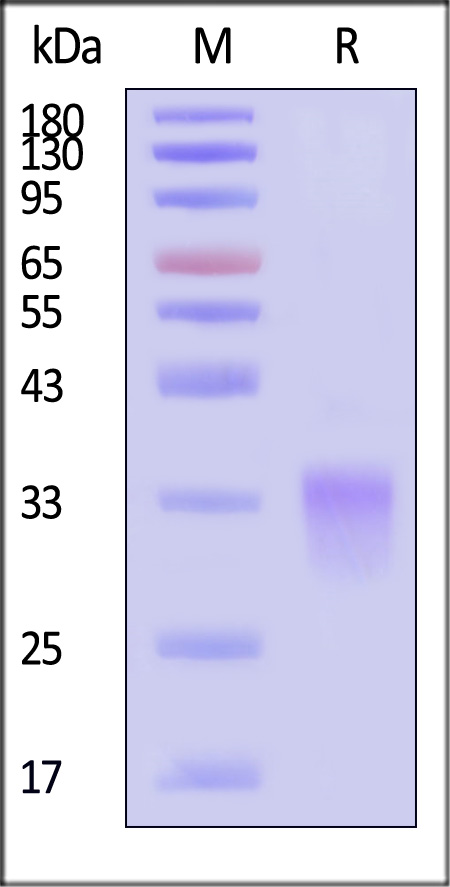 GLP1R SDS-PAGE