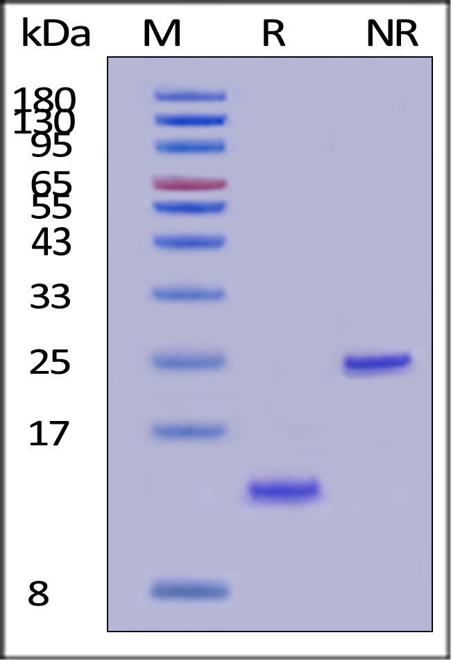 Activin A SDS-PAGE