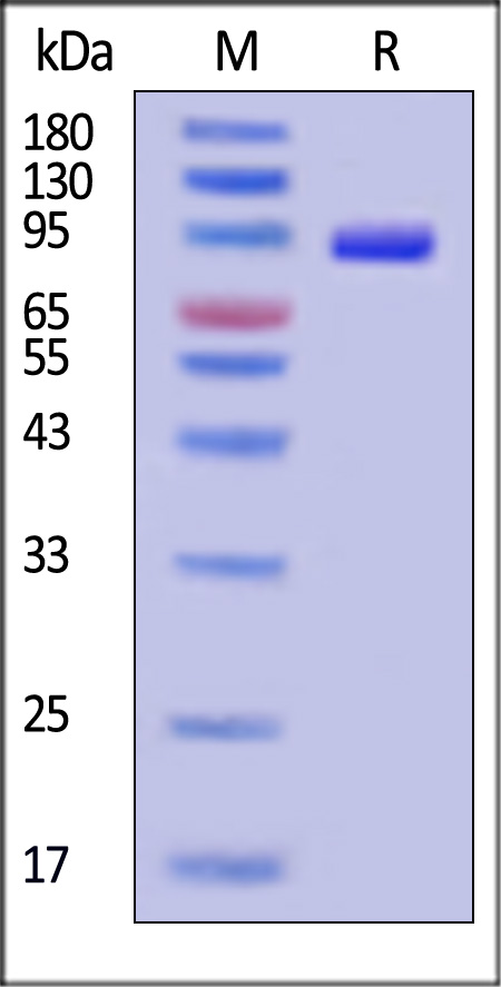 DLL4 SDS-PAGE