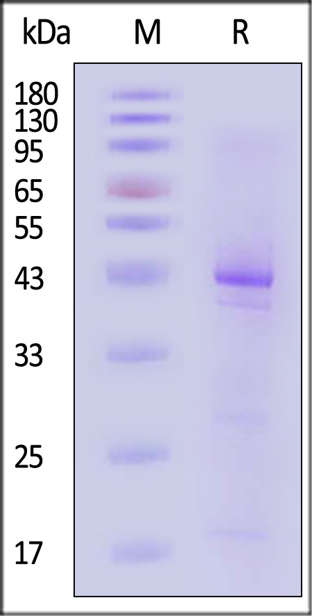 GP41 SDS-PAGE