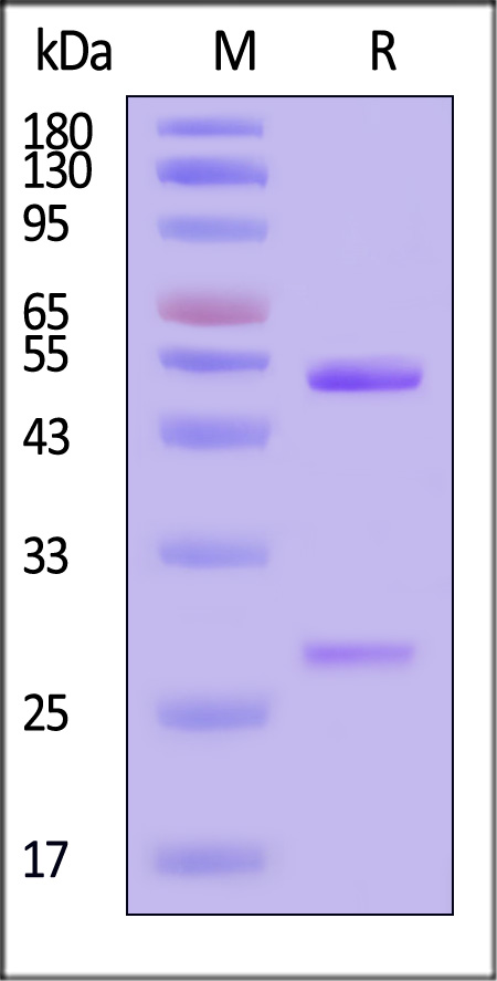 Hemagglutinin/HA (Influenza Virus) SDS-PAGE