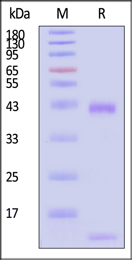 HLA-A*3303 & B2M & EGF R(HVKITDFGR) SDS-PAGE