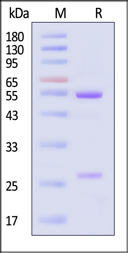 HRSV F SDS-PAGE