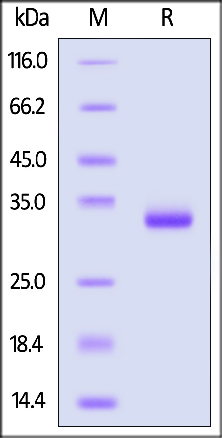 Human IgG1 Fc (C103S, L117F, L118E, P214S), His Tag (Cat. No. IG1-H52H9) SDS-PAGE gel