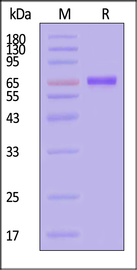 IGFBP-3 SDS-PAGE