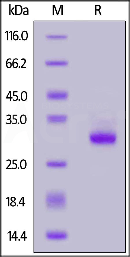 Mouse IgG3 Fc Protein, Tag Free (Cat. No. IG3-M5214) SDS-PAGE gel