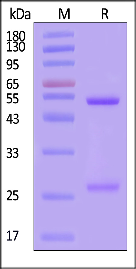 IgG3 Fc SDS-PAGE