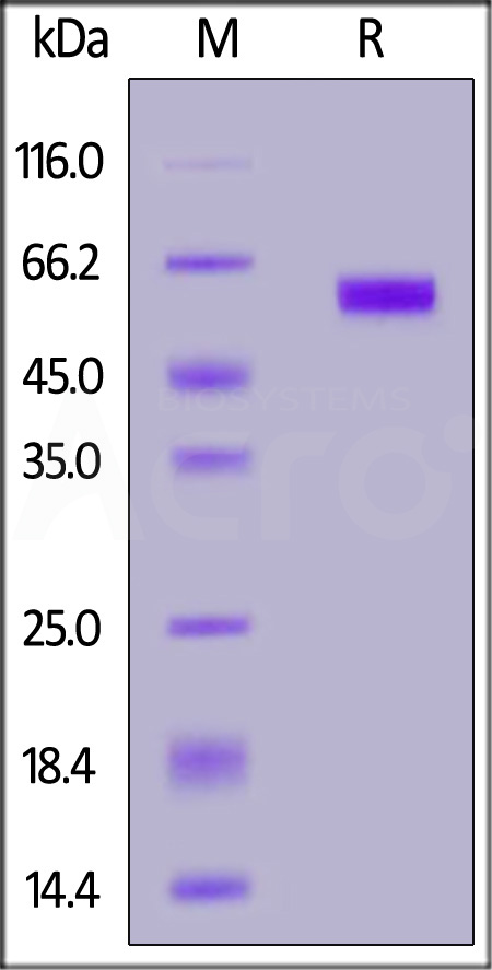 Biotinylated Mouse LAG-3, His,Avitag (Cat. No. LA3-M82E5) SDS-PAGE gel