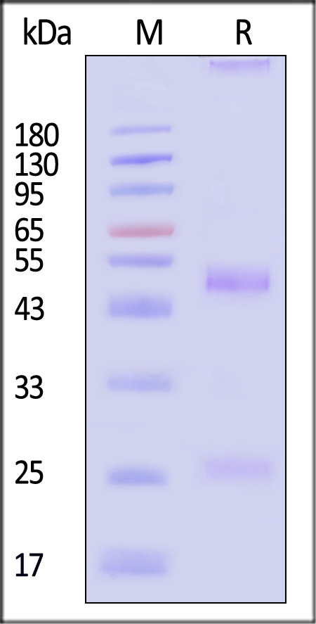 MMAF SDS-PAGE