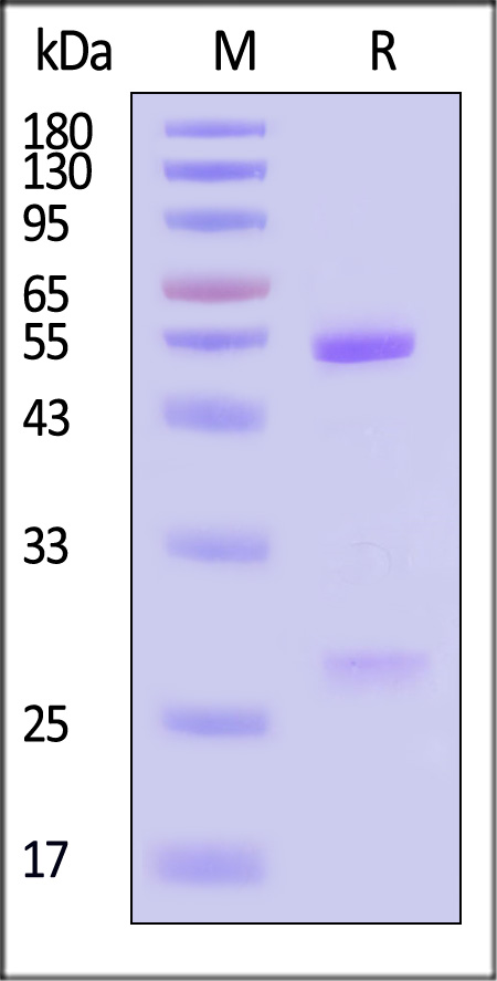 MMAF SDS-PAGE