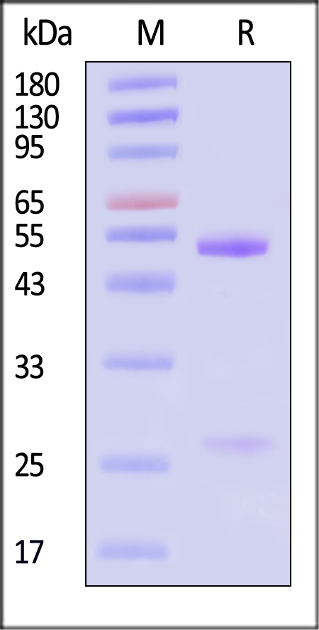 MMAF SDS-PAGE