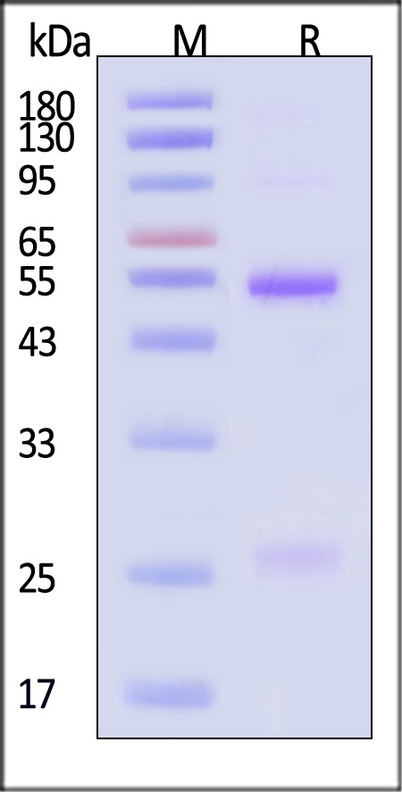 MMAF SDS-PAGE