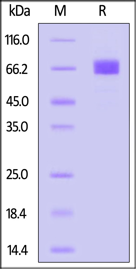 Biotinylated Human NPR1, His,Avitag (Cat. No. NP1-H82E9) SDS-PAGE gel