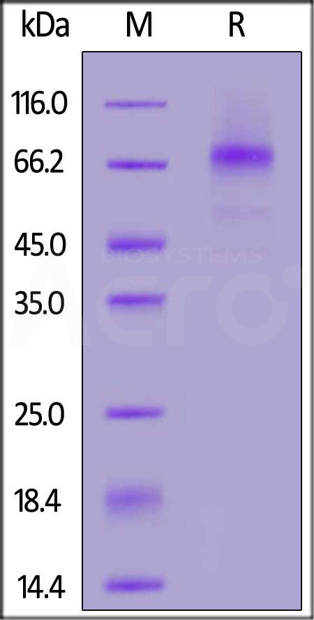 Canine PD-L1, Fc Tag (Cat. No. PD1-C52H3) SDS-PAGE gel