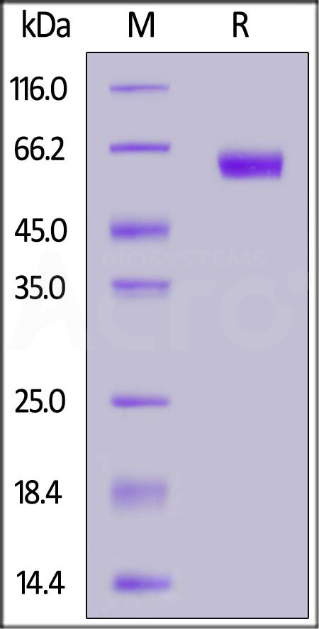 Biotinylated Human PD-1, Mouse IgG2a Fc,Avitag (Cat. No. PD1-H82A4) SDS-PAGE gel