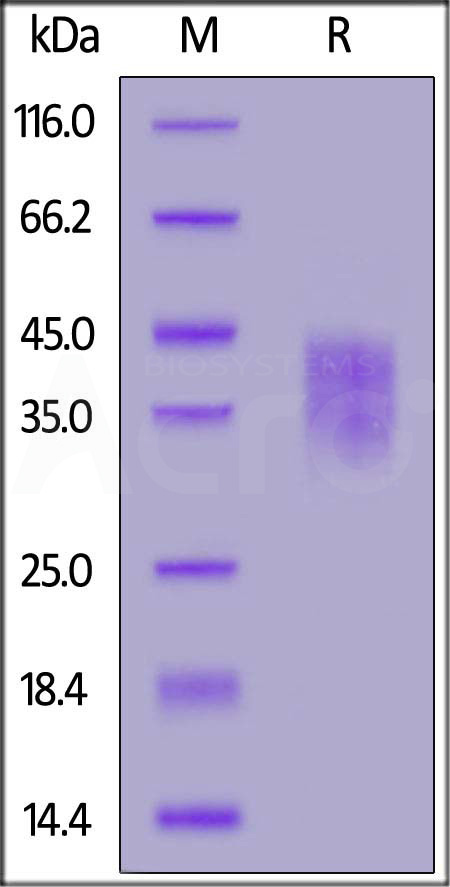 Rhesus macaque PD-1, His Tag (Cat. No. PD1-R52H3) SDS-PAGE gel