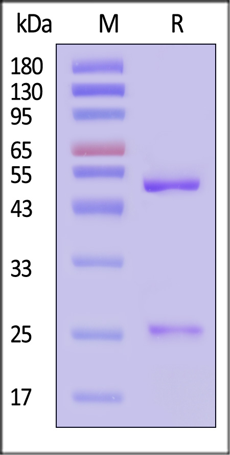 p-tau181 SDS-PAGE