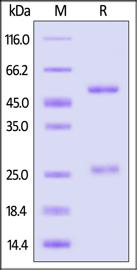 RSV-Pre-F0 SDS-PAGE