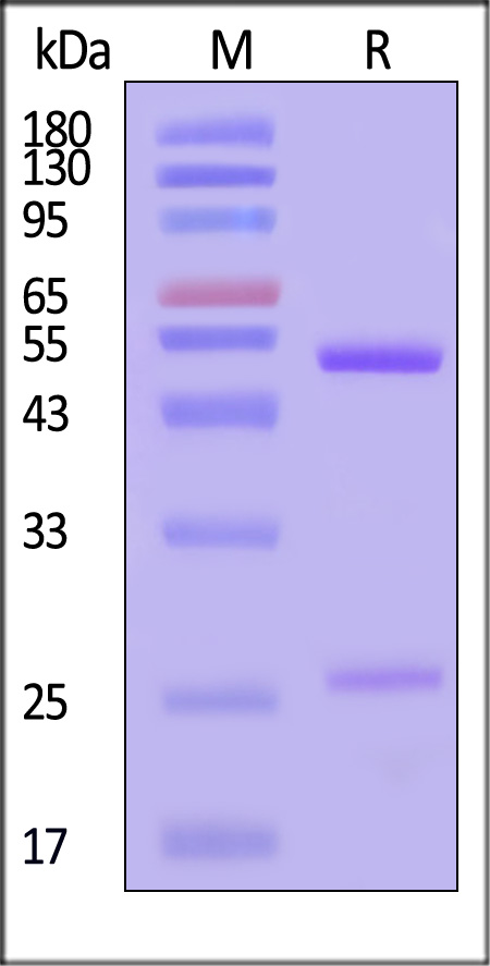 RSV(B)-Pre-F0 SDS-PAGE