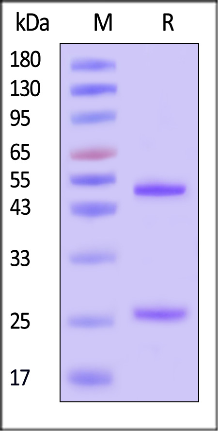 RSV(B)-Pre-F0 SDS-PAGE