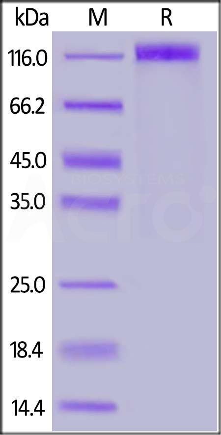 SARS-CoV-2 S1 protein, Mouse IgG2a Fc Tag (Cat. No. S1N-C5257) SDS-PAGE gel