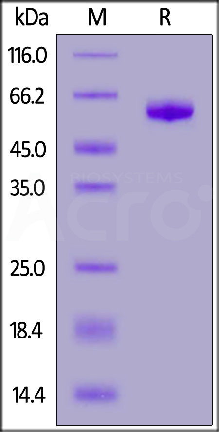 Human Siglec-15, Mouse IgG2a Fc Tag (Cat. No. SG5-H5254) SDS-PAGE gel
