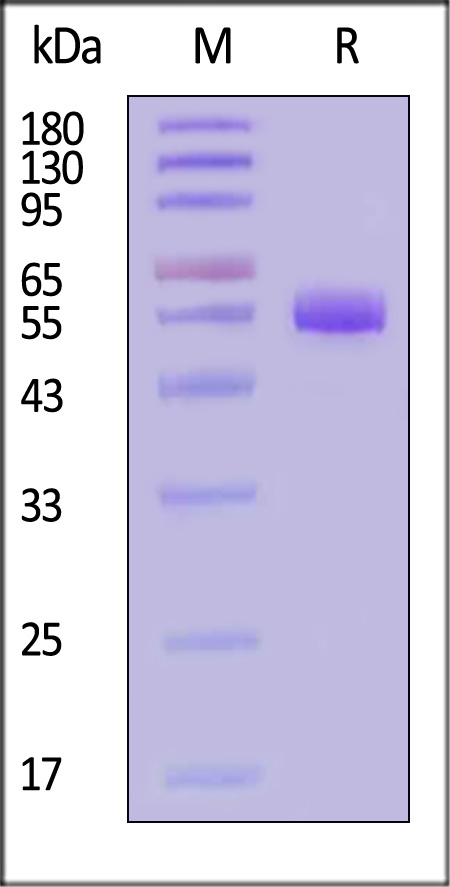 SPINT1 SDS-PAGE