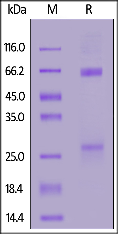 Anti-SARS-CoV-2 Spike RBD Antibody, Chimeric mAb, Human IgA2 (AM130) (Cat. No. SPD-M521) SDS-PAGE gel