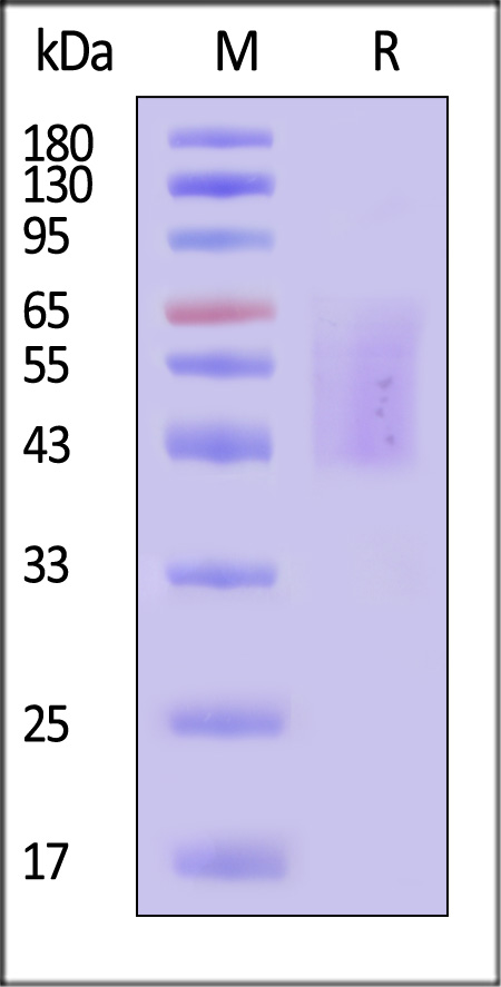 Tenascin-C SDS-PAGE