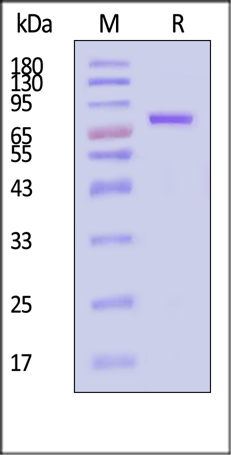 Transferrin SDS-PAGE